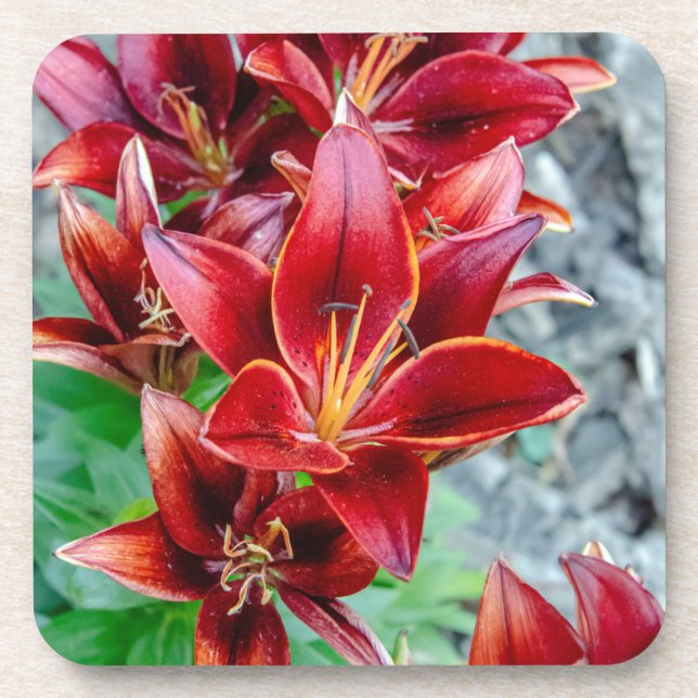 Porta-copo Red Stargazer Lily (Frente)