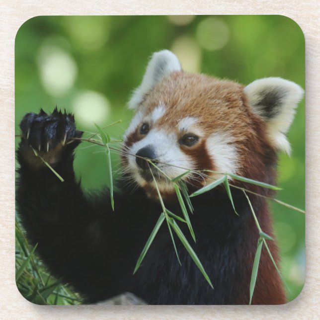 Porta-copo RedPanda 002 (Frente)