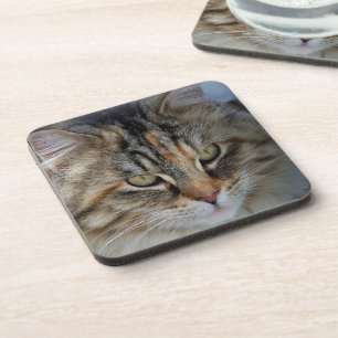 Porta-copo Retrato de gato Maine Coon