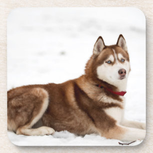 Porta-copo Retrato de Husky Siberiano