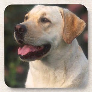 Porta-copo Retrato de labrador retriever, Hilton