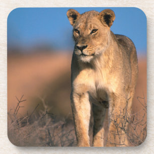 Porta-copo Retrato de Leoa (Panthera Leo)