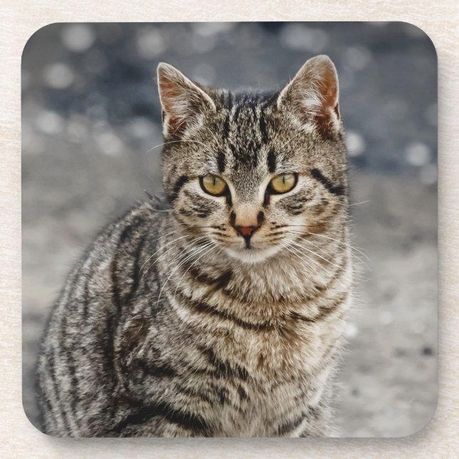 Porta-copo Retrato de um gato (Frente)