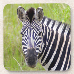 Porta-copo Retrato de Zebra-da-planície, Hluhluwe-Umfolozi Ga