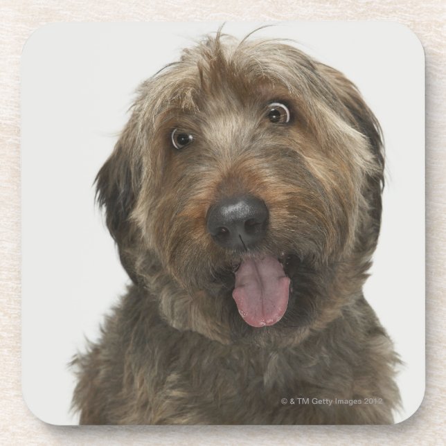 Porta-copo Retrato do cão de Briard (Frente)