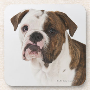 Porta-copo Retrato do filhote de cachorro bonito do buldogue