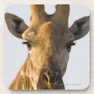 Porta-copo Retrato do girafa (camelopardalis do Giraffa)
