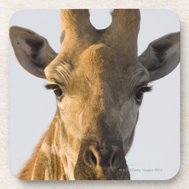Porta-copo Retrato do girafa (camelopardalis do Giraffa) (Frente)