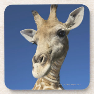 Porta-copo Retrato do girafa (Giraffa Camelopardalis)