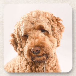 Porta-copo Retrato do Goldendoodle Studio