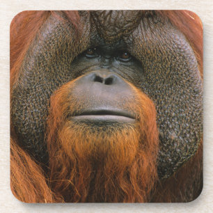 Porta-copo Retrato do Orangutango Macho, Geórgia, EUA