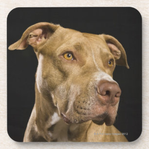 Porta-copo Retrato do pitbull vermelho do nariz com preto