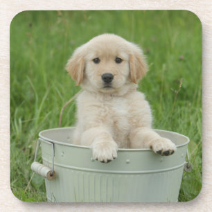 Porta-copo Retriever De Ouros Em Lavagem