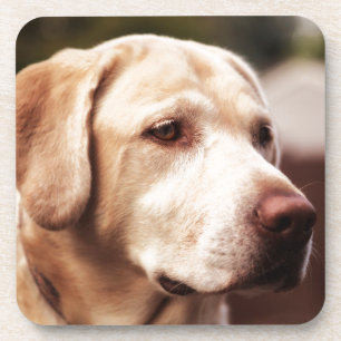 Porta-copo Retriever Labrador
