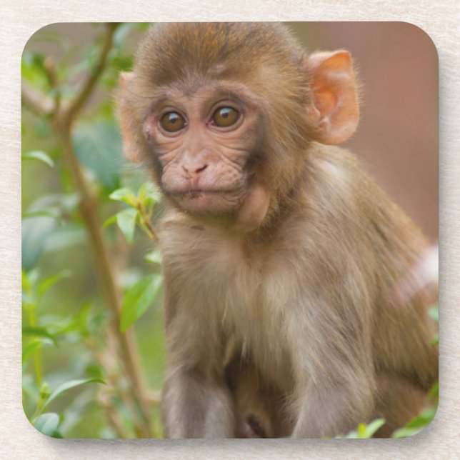Porta-copo Rhesus Monkey Baby, Monkey Temple, Jaipur (Frente)