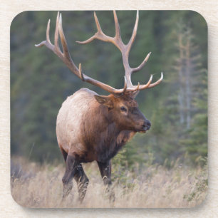 Porta-copo Rocky Mountain Elk