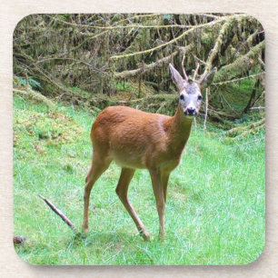 Porta-copo Roe Deer Stag Possuindo 6 Conjunto de Portas copos