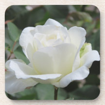Rosa Branca