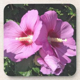 Porta-copo Rosa de Sharon