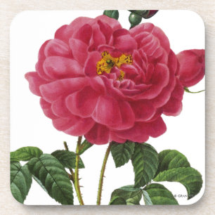 Porta-copo Rosa Gallica