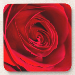Porta-copo Rosa Vermelha Romântica em plena floração
