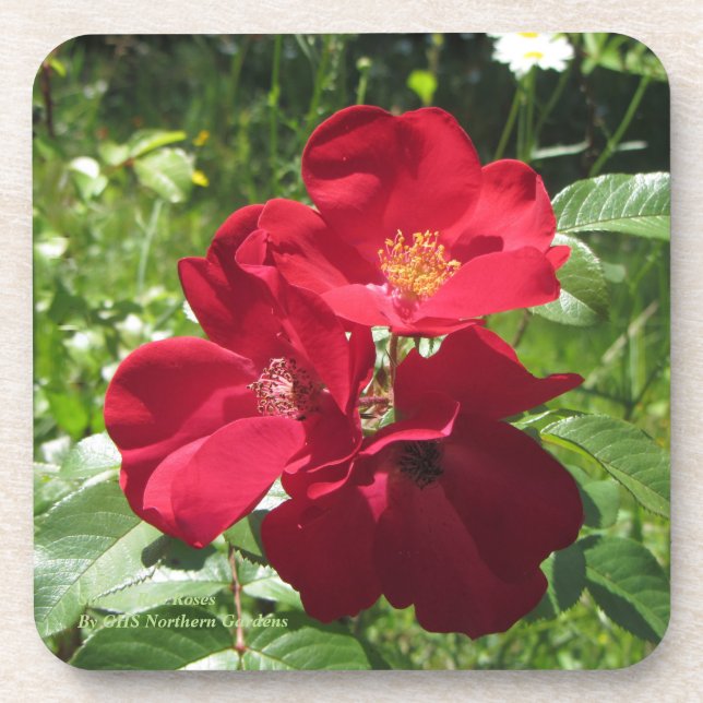 Porta-copo Rosas vermelhas simples (Frente)