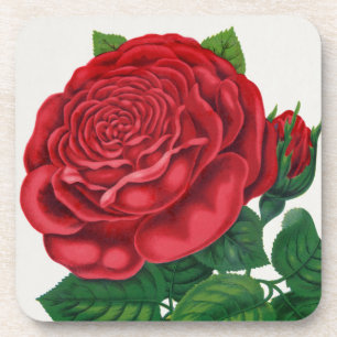 Porta-copo Rose Print Rochester Litografia e Companhia de Imp