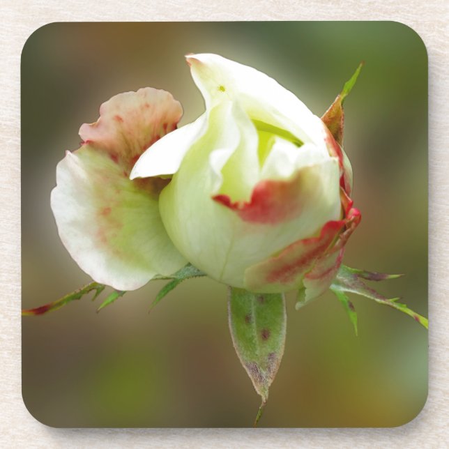 Porta-copo rosebud brilhando (Frente)