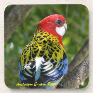 Porta-copo Rosella oriental masculino australiano