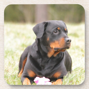 Porta-copo Rottweiler