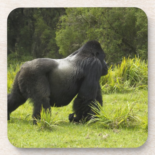 Porta-copo Ruanda, Parque Nacional dos Vulcões (Frente)