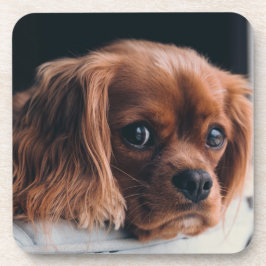 Porta-copo Ruby Cavalier King Charles Spaniel