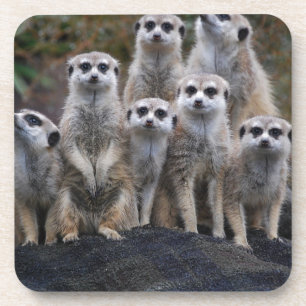 Porta-copo Safari animal África Suricate bonito de Meerkat