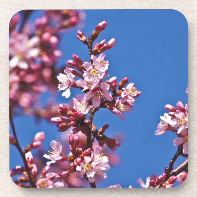 Porta-copo Sakura Flores de Cerejeira Tocando o Azul (Frente)