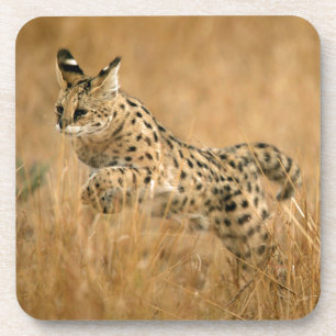 Porta-copo Salto do Serval (Leptailurus Serval)