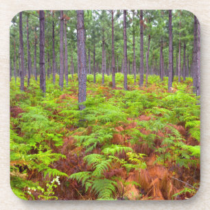 Porta-copo Samambaia Comum (Pteridium Aquilinum) Crescendo