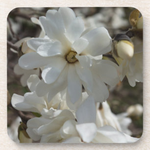 Porta-copo Sangue de Star Magnolia