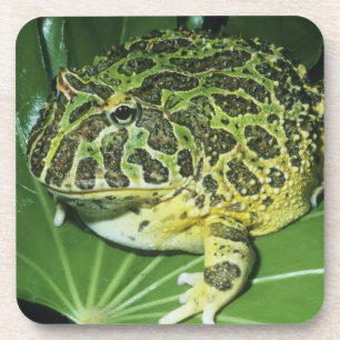 Porta-copo Sapo Cornudo Ornamentado, (Ceratophrys ornata),