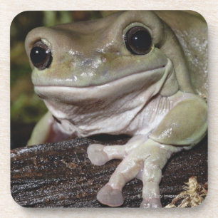 Porta-copo Sapo de árvore Dumpy. Sapo de sorriso. Litoria