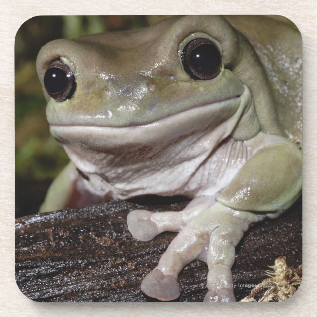 Porta-copo Sapo de árvore Dumpy. Sapo de sorriso. Litoria (Frente)