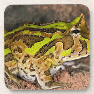 Porta-copo Sapo-de-chifre Brasileiro, Ceratophrys cornuta, Na