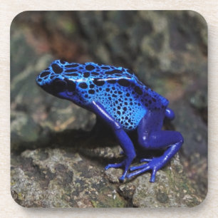 Porta-copo Sapo de dardos azuis, Sapo azul brilhante