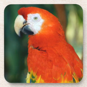 Porta-copo Scarlet Macaw