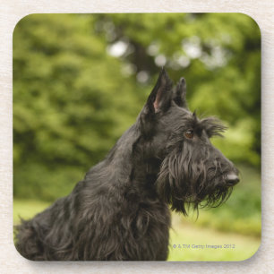 Porta-copo Scottish Terrier