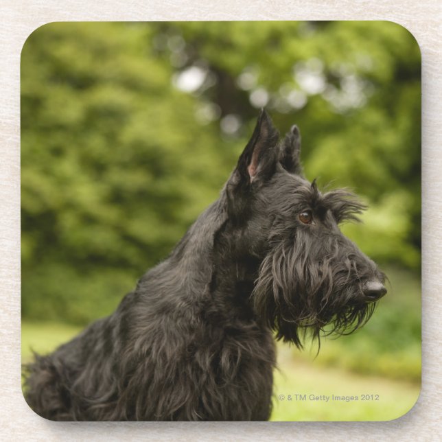Porta-copo Scottish Terrier (Frente)