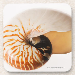 Porta-copo Seashell do nautilus (stenomphalus do nautilus)
