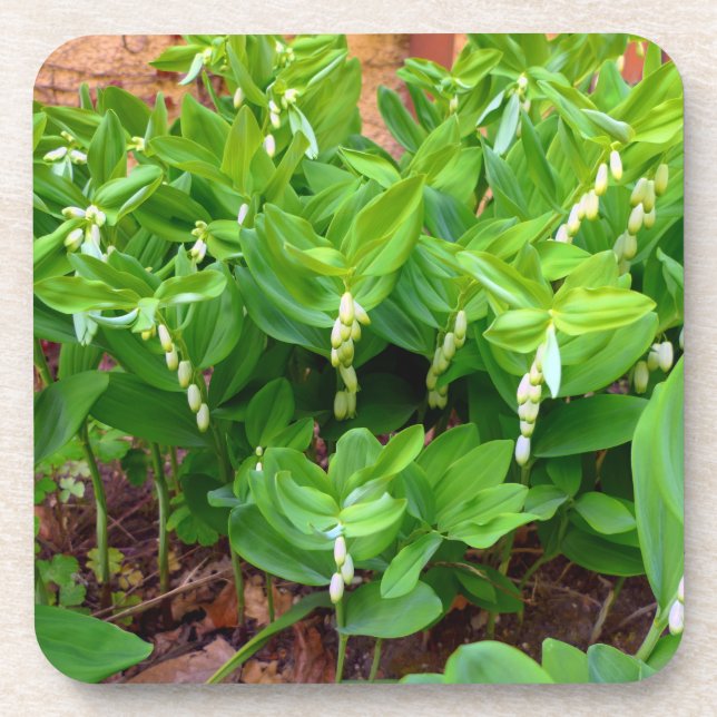 Porta-copo Selo Solomons (Frente)