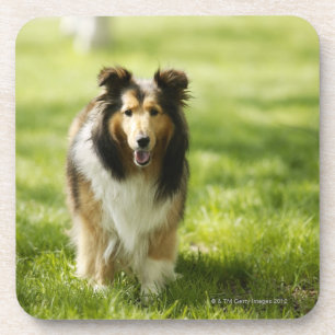 Porta-copo Sheepdog de Shetland que funciona na grama