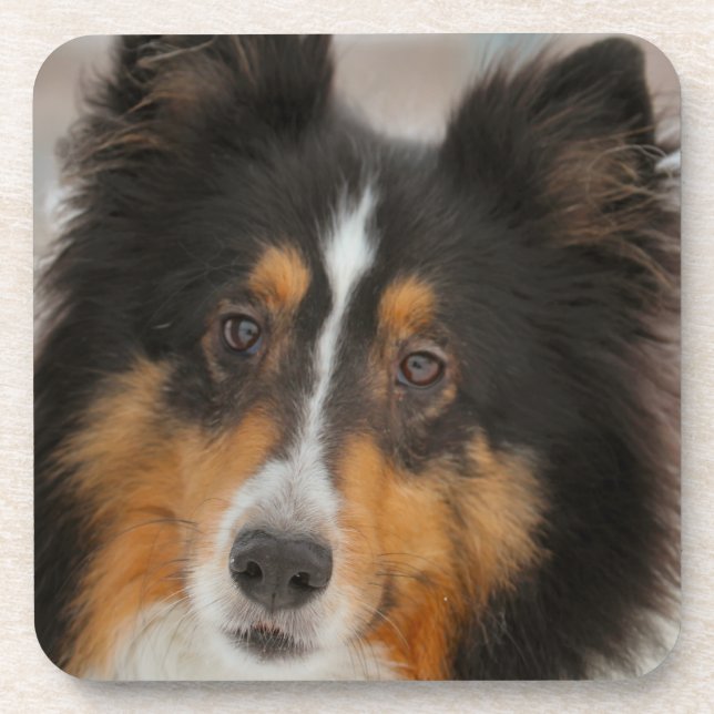 Porta-copo Shelty (Frente)