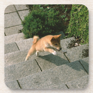 Porta-copo Shiba minúsculo japonês 3